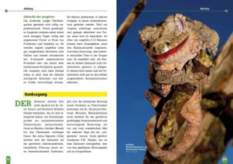Preview: Südlicher und Nördlicher Flechtengecko